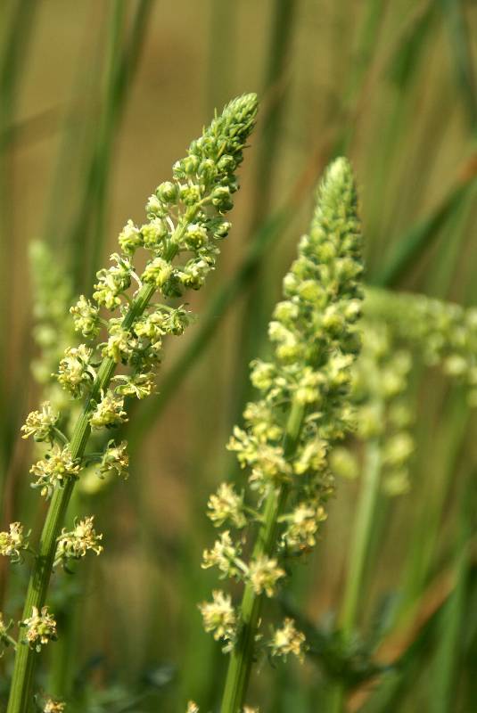 Unser Orchideenpark Bild Nr.061